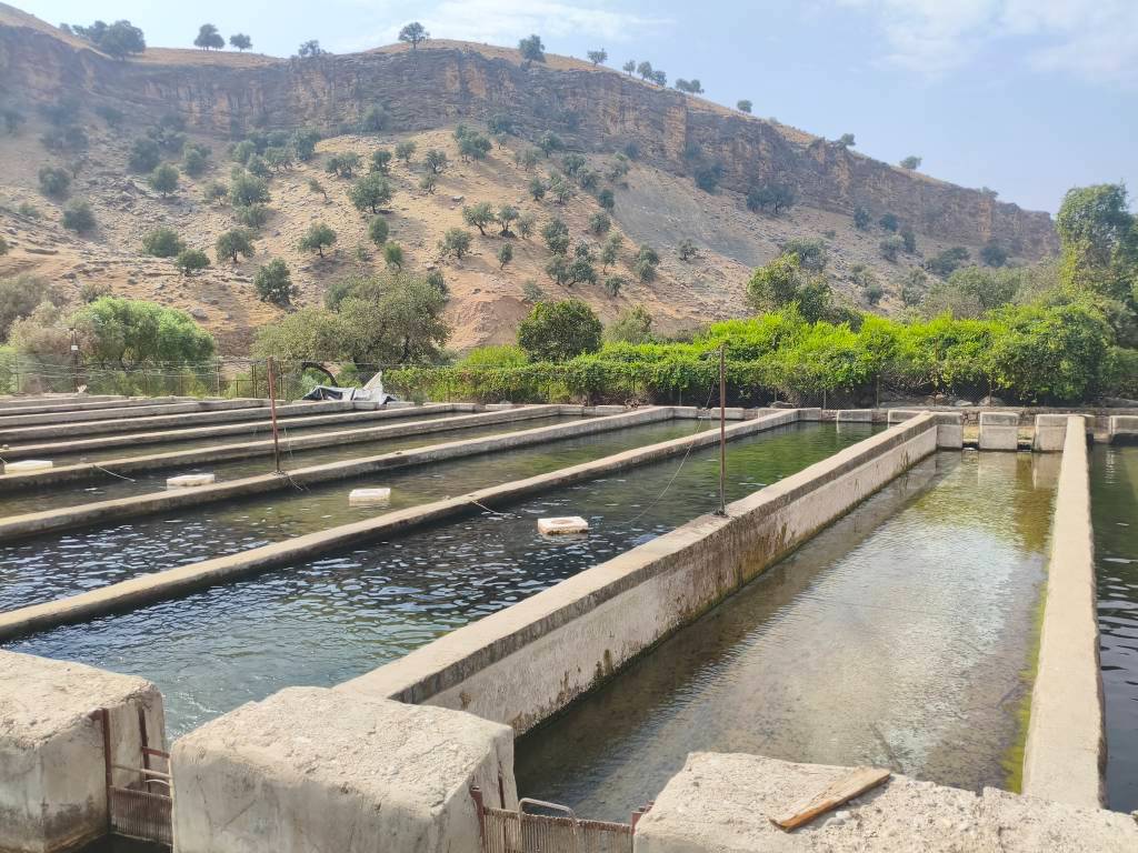 توسعه طرحهای شیلاتی در روستای سوسن شهرستان اندیکا توسعه طرحهای شیلاتی در روستای سوسن شهرستان اندیکا