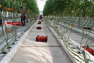 اجرای طرح هیدروپونیک، کشاورزی نوین به دست کارآفرین آرادانی