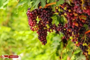 برگزاری روز مزرعه انگور در خلیل آباد