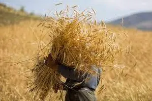 کشت قراردادی راه حل اساسی برای رفع مشکلات کشاورزی/ انعقاد ۲۸ هزار هکتار کشت قراردادی گندم در استان مرکزی
