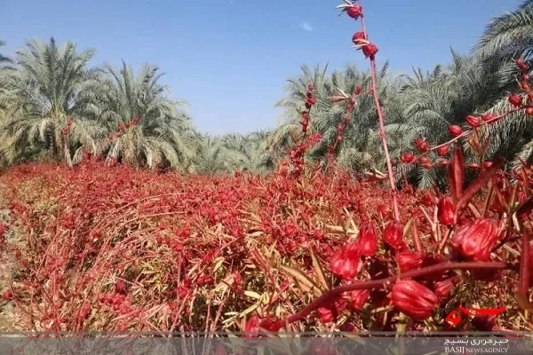 ۶۵۰ تن چای ترش در سیستان و بلوچستان برداشت شد