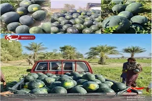 شیرینی دورهمی شب یلدا با هندوانه های شیرین  مزارع نیکشهر سیستان وبلوچستان