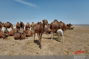 بیش از ۶۴ هزار نفر شتر در سیستان و بلوچستان پلاک کوبی شد