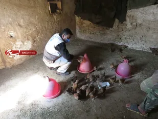 واکسیناسیون طیور در روستاهای شهرستان سمنان