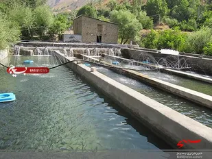 تولید ۲ هزار و ۸۰۰ تن انواع ماهیان پرورشی در مزارع پرورش ماهی استان قزوین/ افزایش ۳۰ درصدی تولید