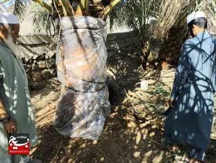 مبارزه با آفت سوسک سرخرطومی در ۵۰۰ هکتار از نخلستان&zwnj;های فنوج&nbsp;