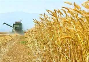 پیش&zwnj;بینی تولید 3 هزار تن بذر گندم در کبودراهنگ/کبودراهنگ قطب تولید بذر گندم دیم استان همدان