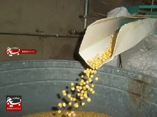 نخودچی؛ محصولی اقتصاد محور از ممقان تا مشهد