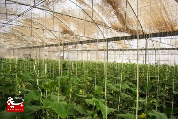 خاش قطب تولید محصولات گلخانه‌ای در سیستان و بلوچستان است