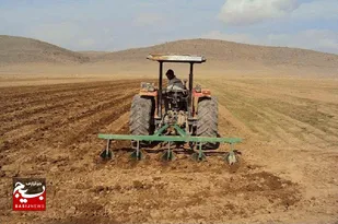 میزان کشت قراردادی استان اردبیل به ۷۵ هزار و ۲۷۹ هکتار رسید