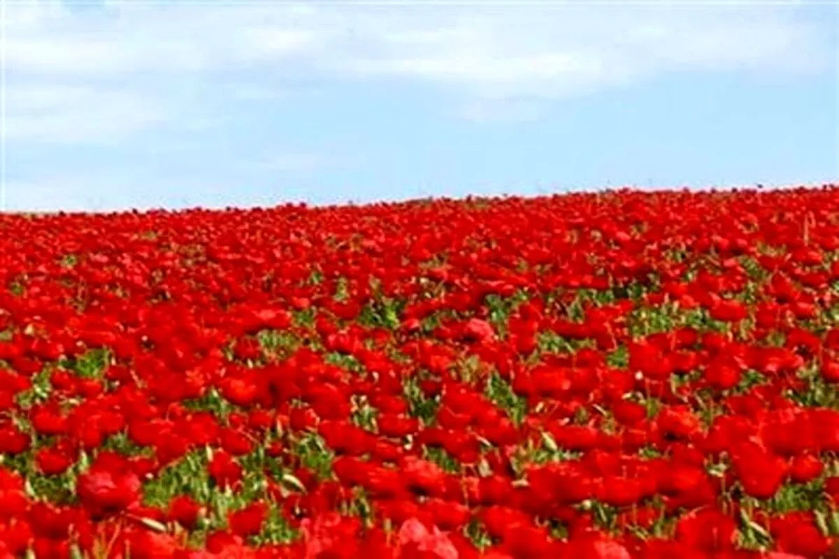 چادر سرخ برسر دشت شقایق شهرستان ملارد