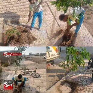 نهالکاری و توزیع بیش از ۱۱۰۰ اصله نهال در روستاهای مسیر تصفیه شکر