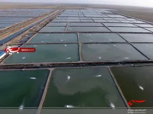 ۸۷۳ هکتار زمین پرورش میگو در دیر آماده واگذاری به سرمایه&zwnj;گذاران است