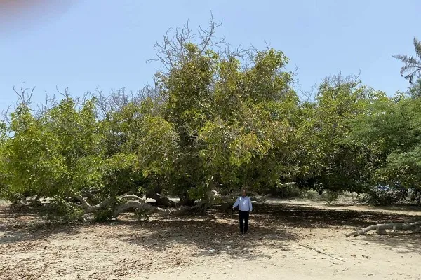 درخت انجیر 120ساله 