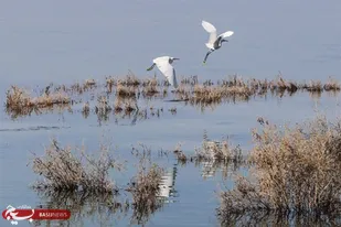 اجرای طرح جمع&zwnj;آوری و پاک&zwnj;سازی زباله در تالاب پیرسلمان