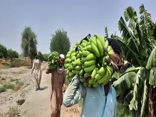 حمایت از کشاورزی