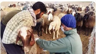 میزان بیماری آبله دامی به ۶ کانون در ایلام کاهش یافت
