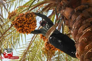 گزارش تصویری جشنواره شکرانه برداشت خرما