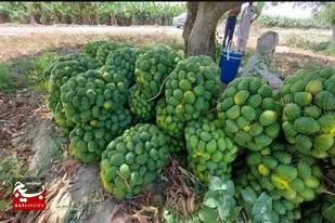 برداشت انبه در سیستان و بلوچستان به اتمام رسید