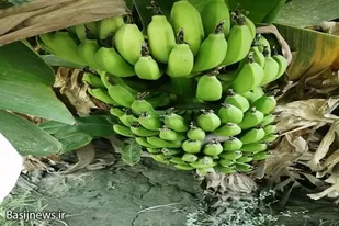 توسعه باغات میوه های گرمسیری جنوب استان