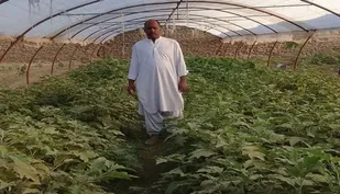 از بیکاری تا کارآفرینی؛ شکوفایی تولید در گلخانه هامون