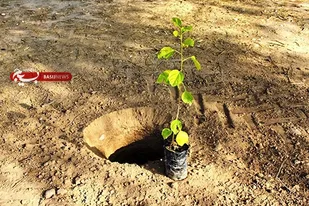 غرس پنج هزار اصله نهال در منطقه سه شهرداری کرج