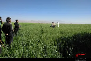 سم&zwnj;پاشی مزارع گندم به&zwnj;همت گروه جهادی شهید &laquo;کولیوند&raquo; در ملایر