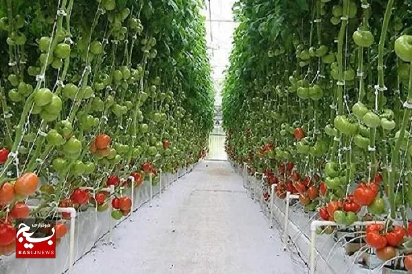 ۵۰ هزار تن محصولات باغی و گلخانه‌ای در سیستان و بلوچستان برداشت شد