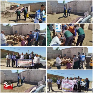 واکسیناسیون بیش از ۵۰۰۰ رأس دام سبک و سنگین در حمیدیه