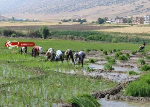 افزایش سطح زیرکشت برنج در چرداول/ پیش بینی برداشت 4800 تن در سال جاری