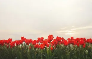 چرا از شهدا می&zwnj;نویسیم