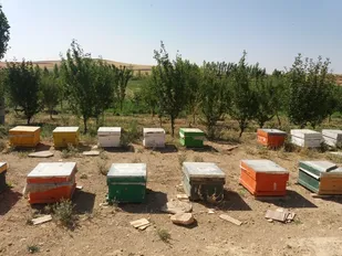 برگزاری کارگاه آموزش پرورش زنبور عسل در پایگاه شهید برزگر همدان