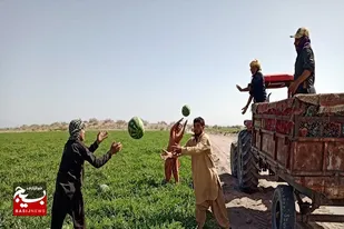 برداشت ۶۰ هزار تن هندوانه از مزارع شهرستان دشتیاری
