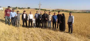برداشت گلرنگ از بیش از ۲۱۰ هکتار اراضی کشاورزی بستان&zwnj;آباد