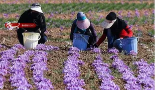 اجرای ۵۰ طرح کشت طلای سرخ در استان سمنان