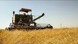 آغاز بکار مراکز خرید گندم تعاون روستایی در استان سمنان