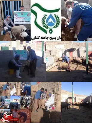 واکسیناسیون ۱۲ هزار رأس دام در رزمایش سه&zwnj;روزه جهادی کوهدشت