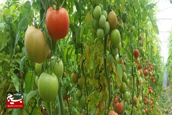 هزار و ۵۰۰ تن محصولات گلخانه‌ای خاش به خارج کشور صادر شد