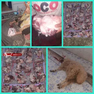 نذرقربانی به مناسبت سالگردشهادت سردار دلها و توزیع بین نیازمندان