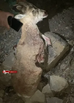 دستگیری شکارچیان متخلف در شاهرود