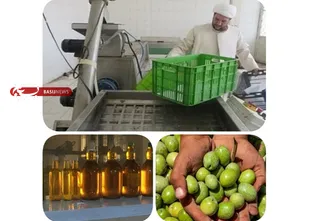 تولید سالانه ۶ تن روغن زیتون توسط کارآفرین بسیجی ایلامی