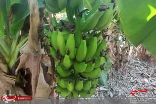 شهرستان زرآباد سالیانه بیش از ۱۳۰ هزار تن موز به بازارکشور عرضه می&zwnj;کند