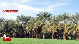 بهره برداری از ۴ طرح آبیاری تحت فشار به وسعت ۳۱۴ هکتار