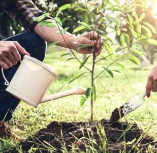 آغاز غرس ۶ هزار اصله درخت در نرماشیر در آستانه روز درختکاری