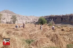 برداشت برنج ۲۰ هکتار از شالیزار های شهرستان فنوج&nbsp;