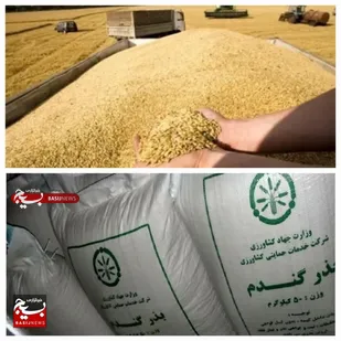 توزیع ۱۳۲۰ بذر گندم در بین کشاورزان جوینی&nbsp;