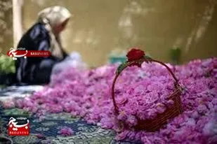 برگزاری جشنواره&zwnj;&lrm;های گل محمدی و آیین گلابگیری در قزوین و بوئین&zwnj;زهرا