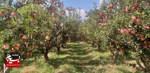 پیش بینی برداشت ۳۳۵۶۰ تن محصول سیب از باغات بارور شاهرود