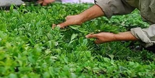 واردات بی&zwnj;رویه تولید چای و برنج را با مشکل مواجه کرده است