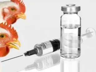اجرای طرح واکسیناسیون طیور بومی در ۱۰۲ روستای اسدآباد